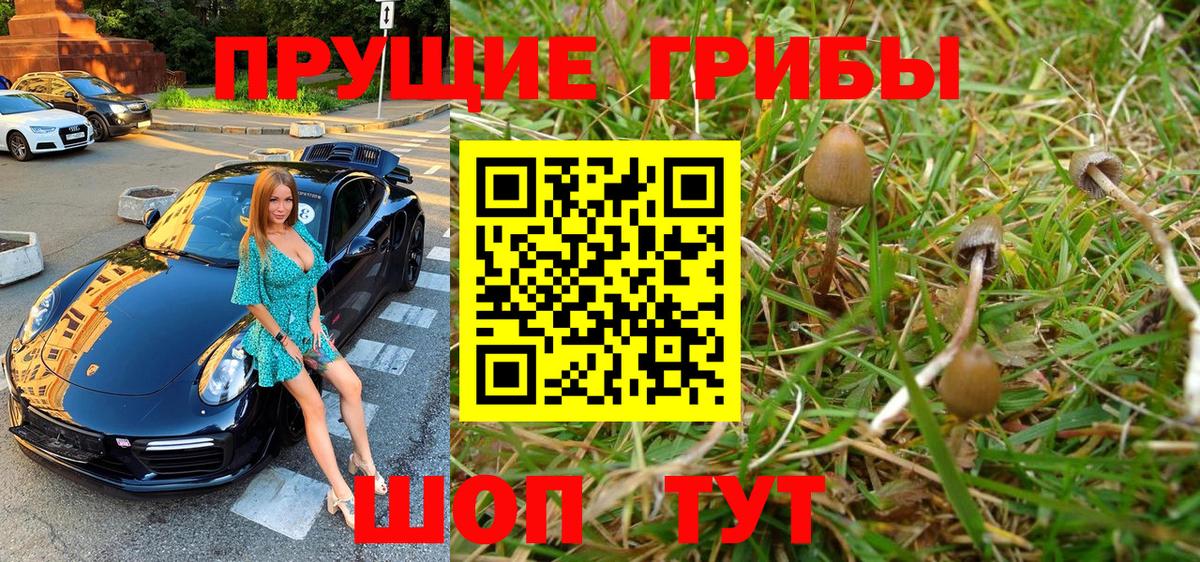 Галлюциногенные грибы Psilocybe Россия